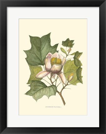 Framed Tulip Tree Print