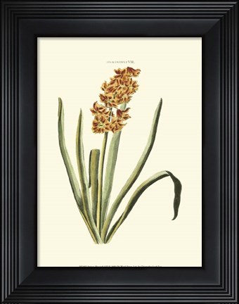 Framed Antique Hyacinth VIII Print