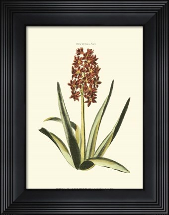 Framed Antique Hyacinth XVI Print