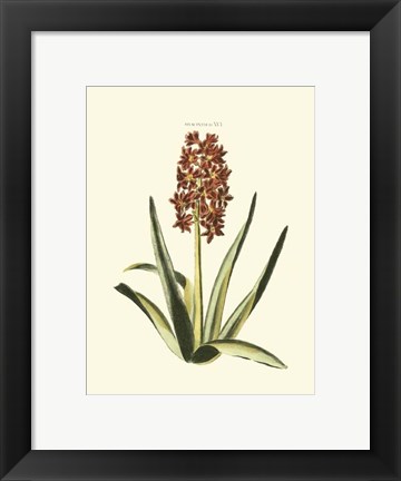 Framed Antique Hyacinth XVI Print