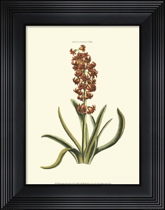 Framed Antique Hyacinth VII Print