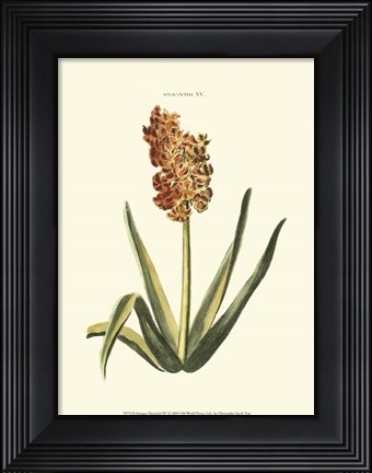 Framed Antique Hyacinth XV Print