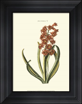 Framed Antique Hyacinth V Print