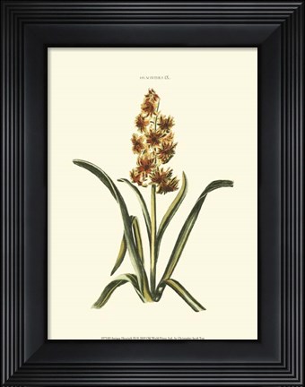 Framed Antique Hyacinth IX Print