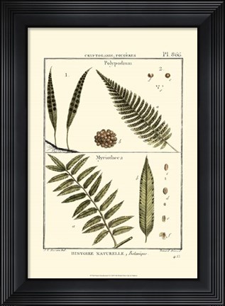 Framed Fern Classification I Print