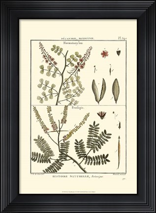 Framed Fern Classification II Print