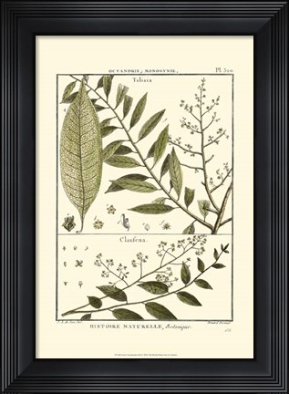 Framed Fern Classification III Print