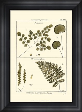 Framed Fern Classification IV Print