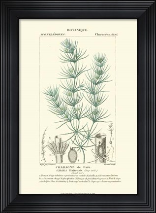 Framed Botany I Print