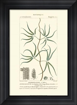 Framed Botany II Print