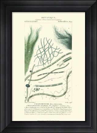 Framed Botany III Print