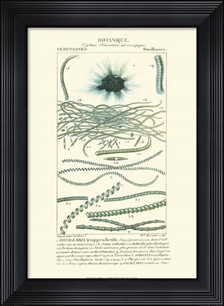 Framed Botany IV Print