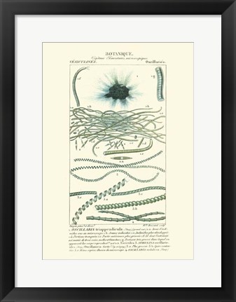 Framed Botany IV Print
