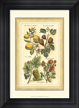 Framed Golden Season II Print