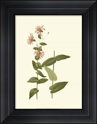 Framed Native Beauty I Print