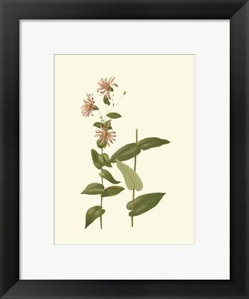 Framed Native Beauty I Print
