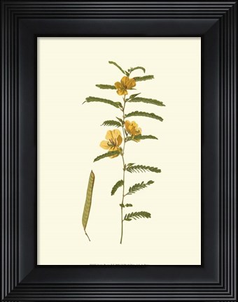 Framed Native Beauty II Print