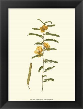 Framed Native Beauty II Print