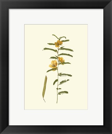Framed Native Beauty II Print