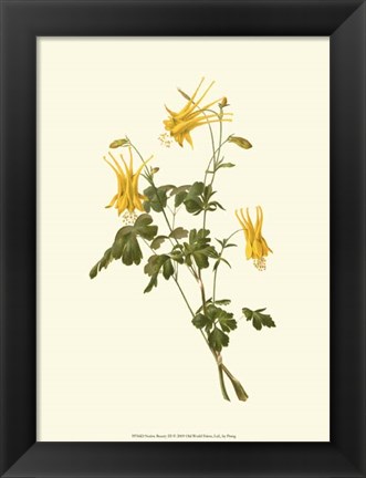 Framed Native Beauty III Print