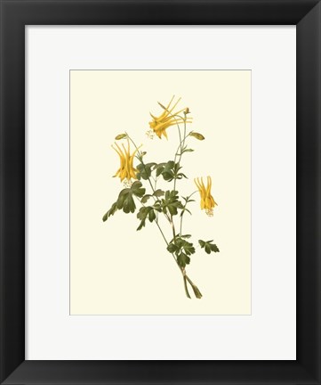 Framed Native Beauty III Print