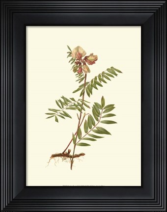 Framed Native Beauty IV Print