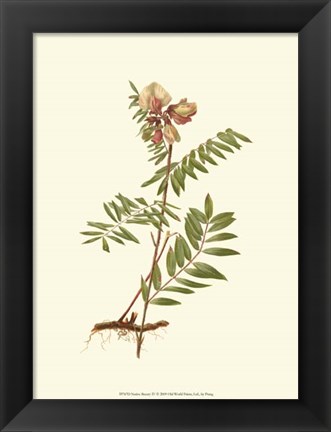 Framed Native Beauty IV Print