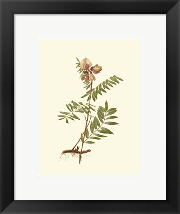 Framed Native Beauty IV Print