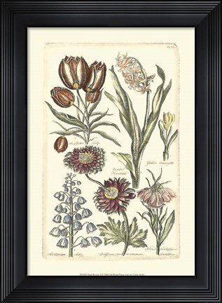 Framed Floral Bounty II Print
