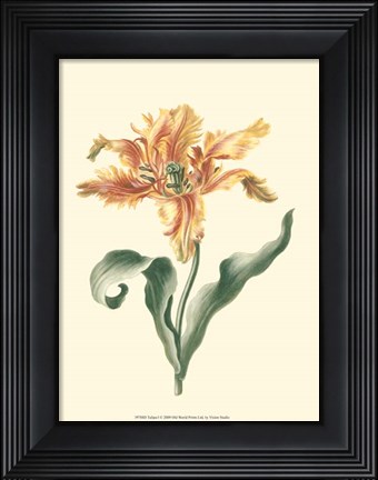 Framed Tulipa I Print