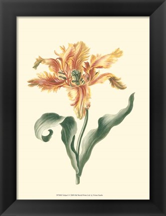 Framed Tulipa I Print