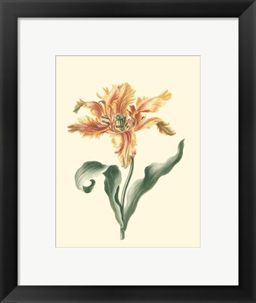 Framed Tulipa I Print