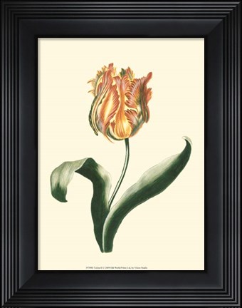 Framed Tulipa II Print