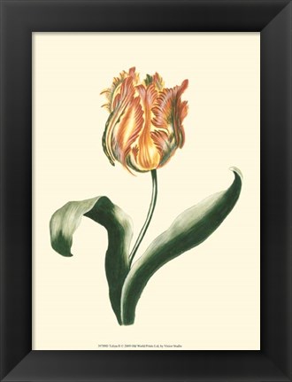 Framed Tulipa II Print