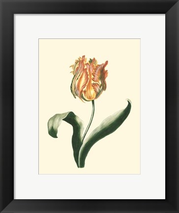 Framed Tulipa II Print