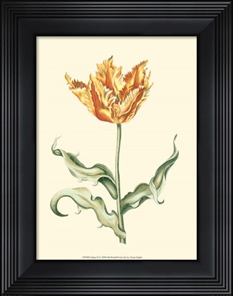 Framed Tulipa III Print