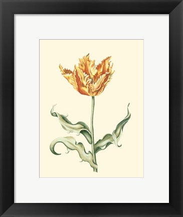 Framed Tulipa III Print