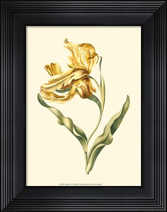 Framed Tulipa IV Print