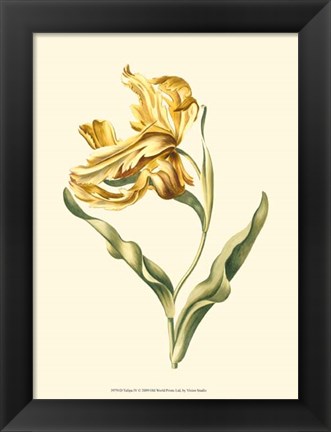 Framed Tulipa IV Print