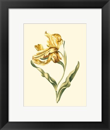 Framed Tulipa IV Print