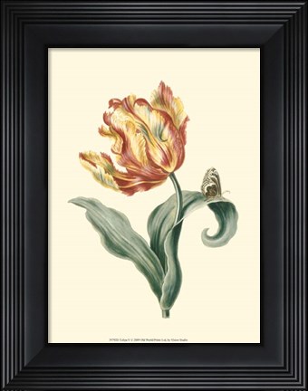 Framed Tulipa V Print