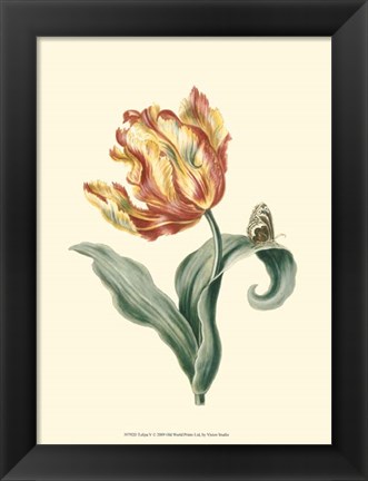 Framed Tulipa V Print