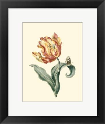 Framed Tulipa V Print