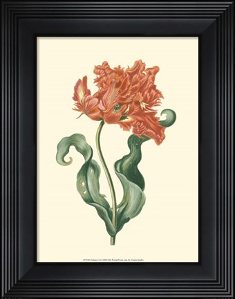 Framed Tulipa VI Print