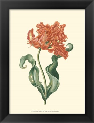 Framed Tulipa VI Print