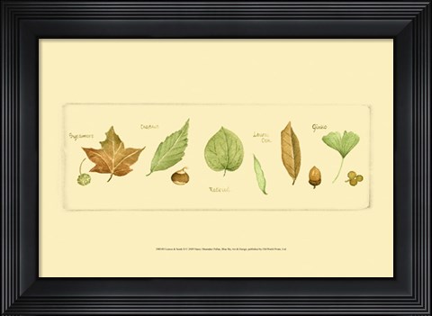 Framed Leaves &amp; Seeds II Print