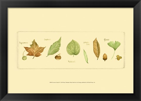 Framed Leaves &amp; Seeds II Print
