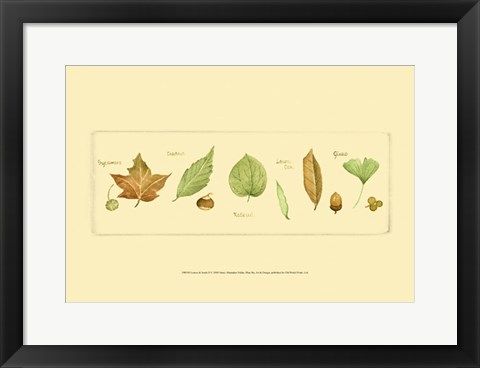 Framed Leaves &amp; Seeds II Print