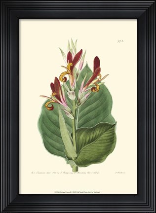 Framed Antique Canna II Print