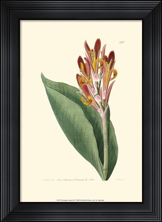 Framed Antique Canna III Print
